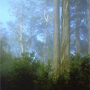 Tasmanian Oak Tree