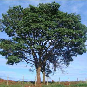 Tasmanian Oak Tree